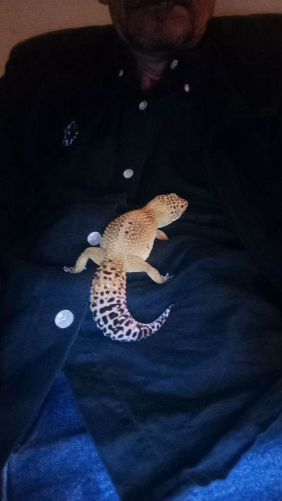 Leopard gecko lizard & vivarium with full set-up 