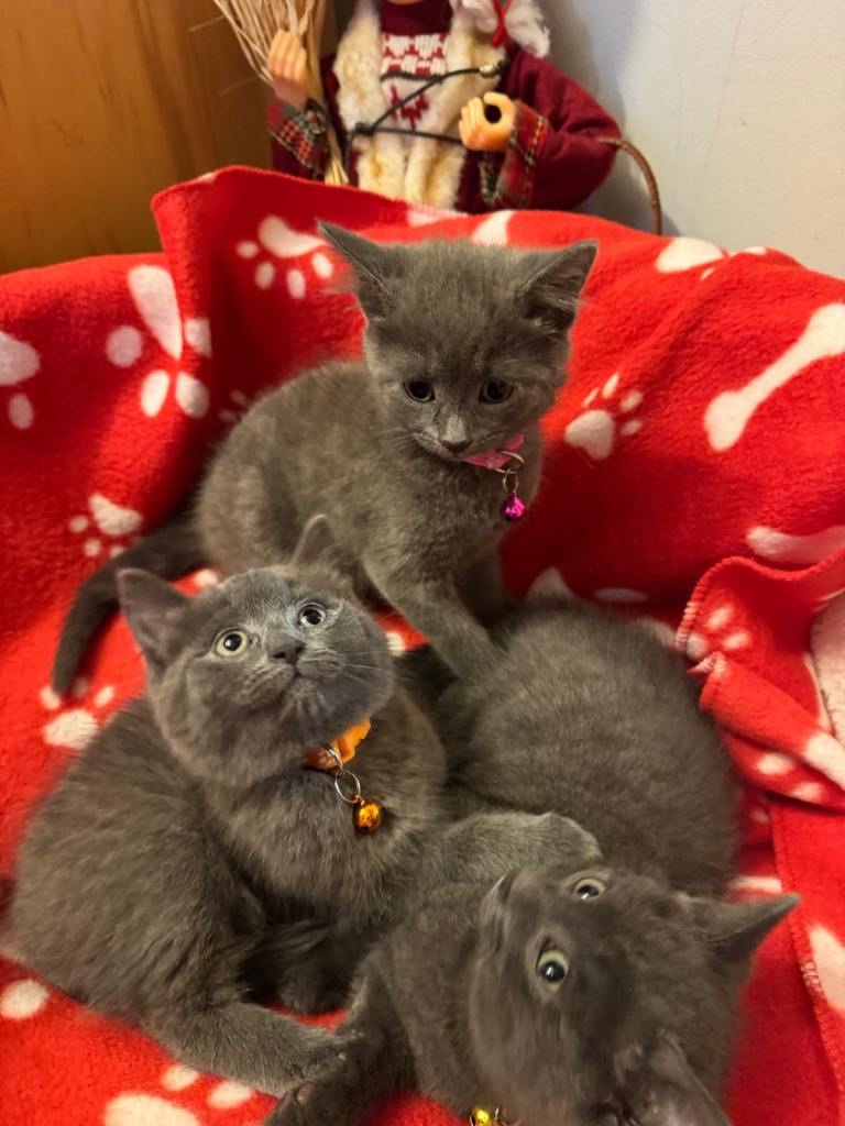 Beautiful Grey Kittens with Classic British Look – 9 Weeks Old