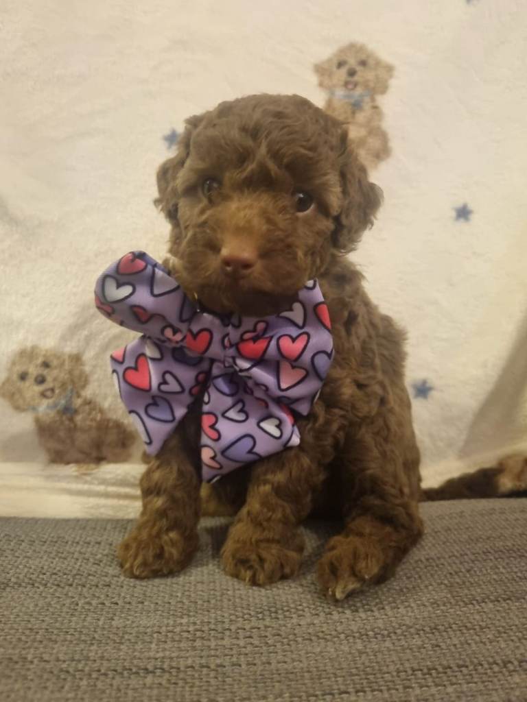 Health tested F1b curly Toy/miniature cockapoo puppies