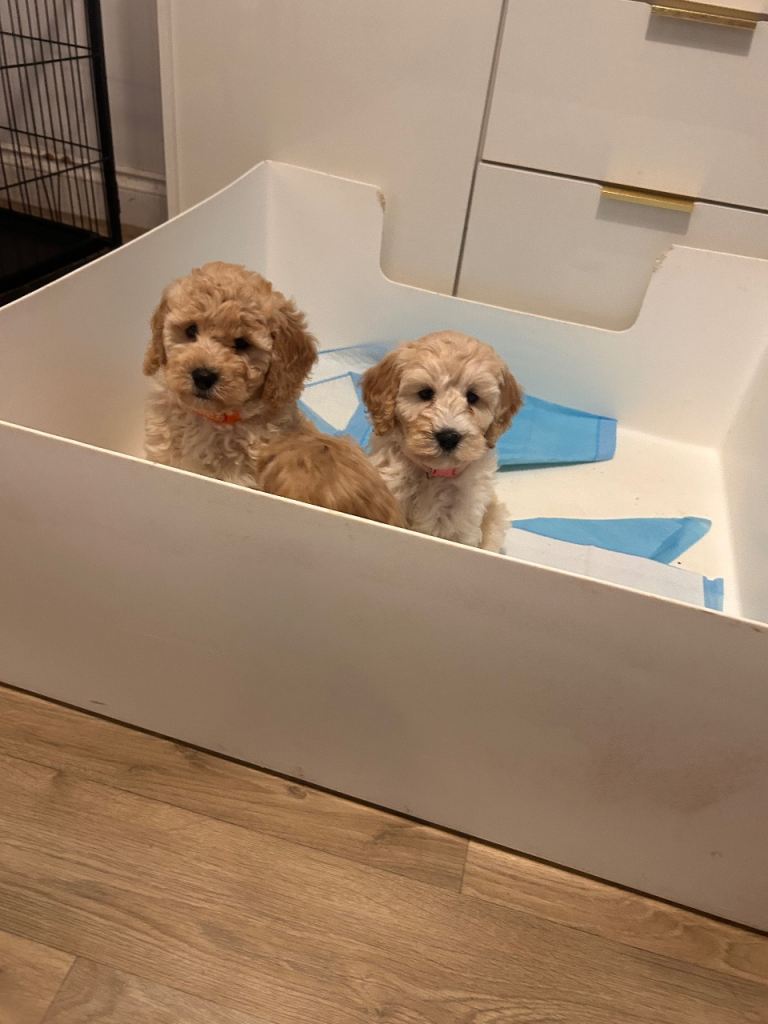 Cockapoos boys and girls 