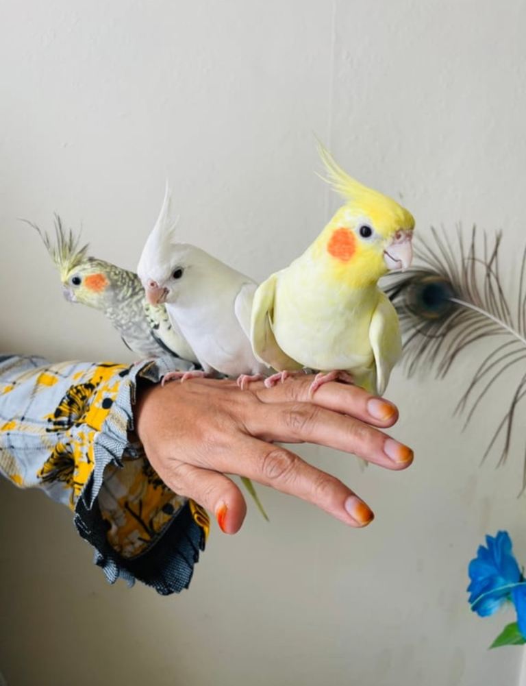 Hand Tamed/Untamed Beautiful Cockatiels for Sale 