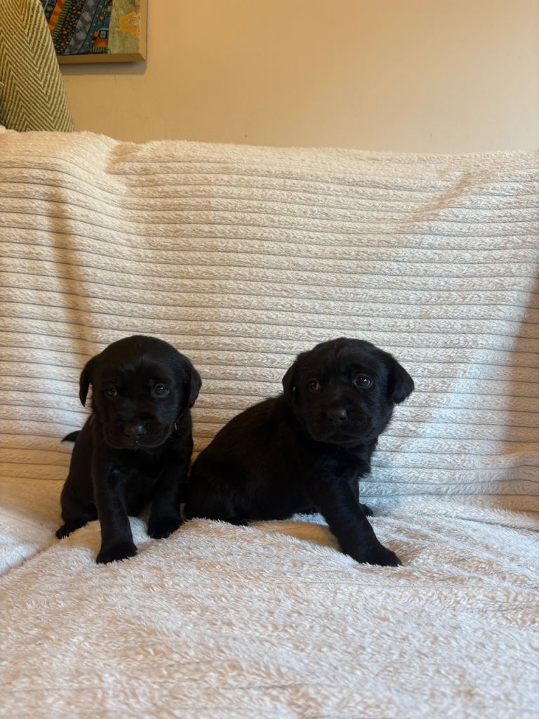 Gorgeous Labrador puppies