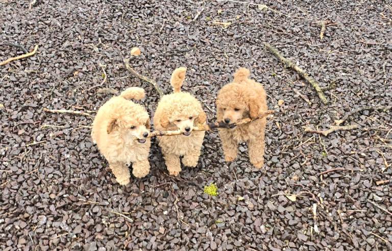 Toy Poodle Puppy