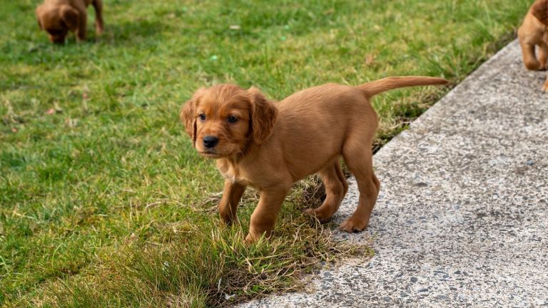 Golden Irish Puppies. Fox red Golden Retriever x Irish Setter Puppies.