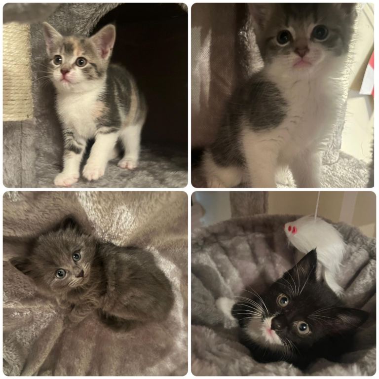 Adorable mix colour kittens. Ready now.