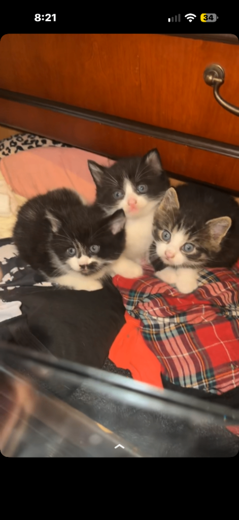 2 male kittens for sale 