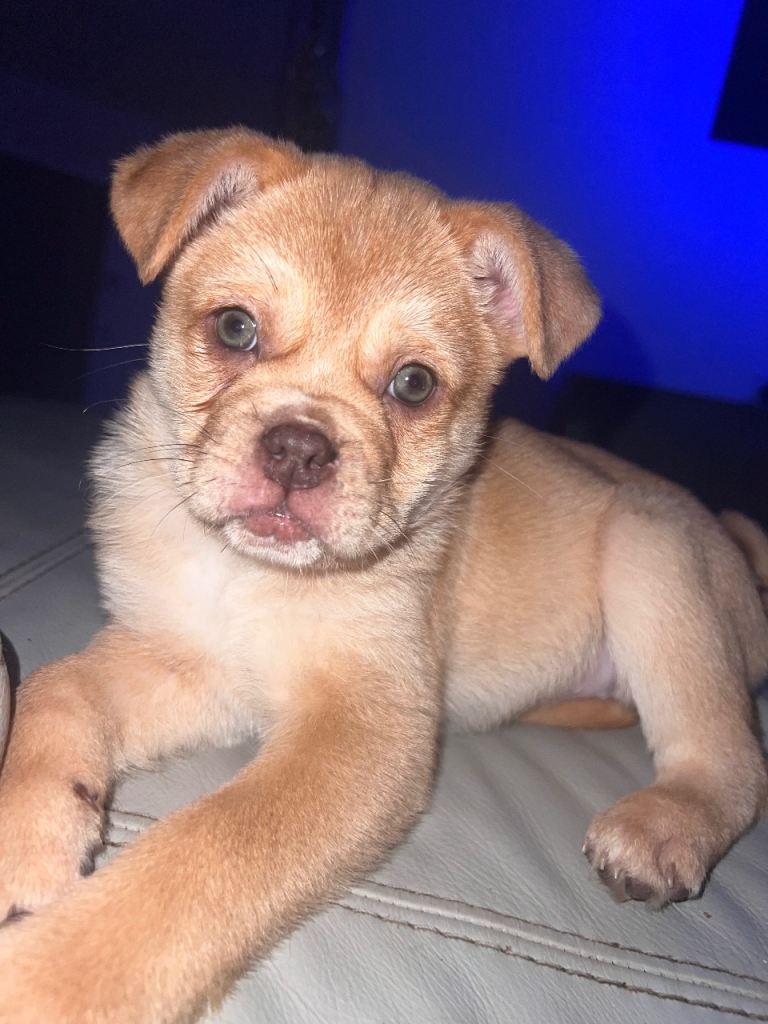 REDUCED READY TO LEAVE Unique & rare Chow Chow - pug