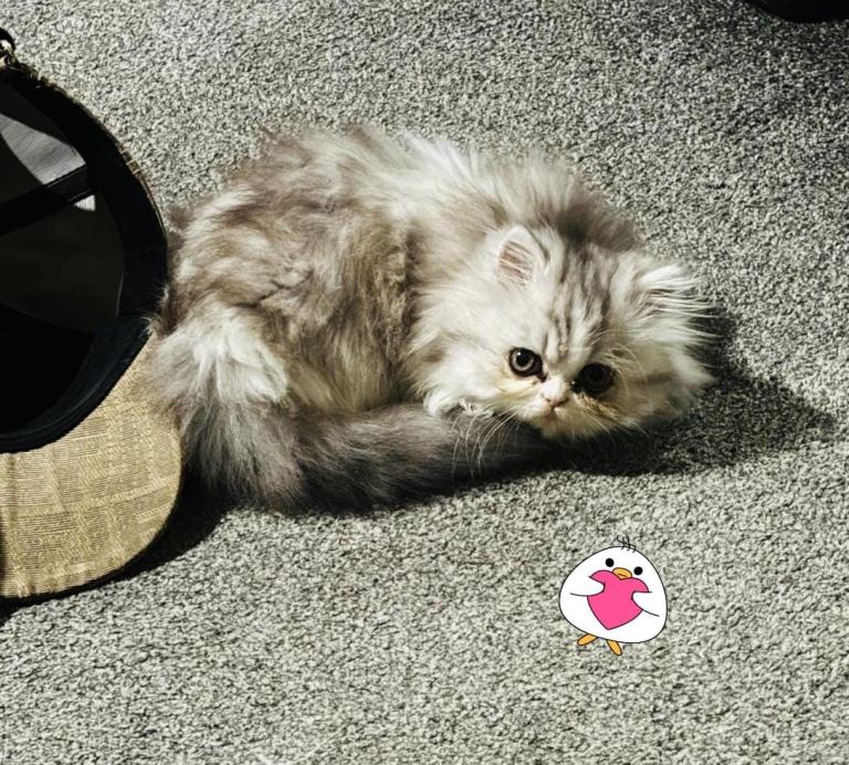 image for Beautiful female Persian kitten