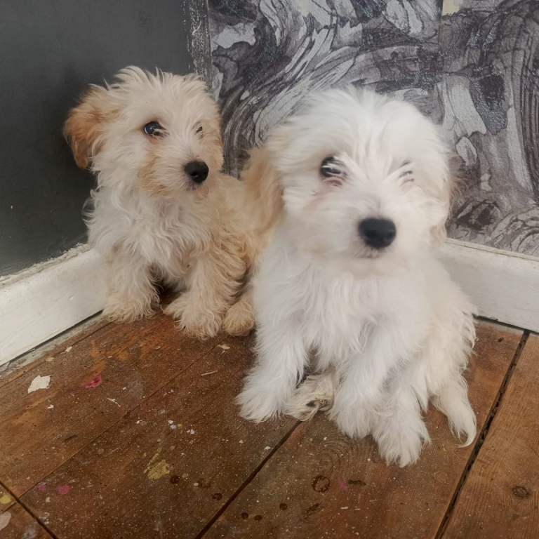 2 Beautiful F1 cockapoo and  maltese puppies ready to leave based in southend 