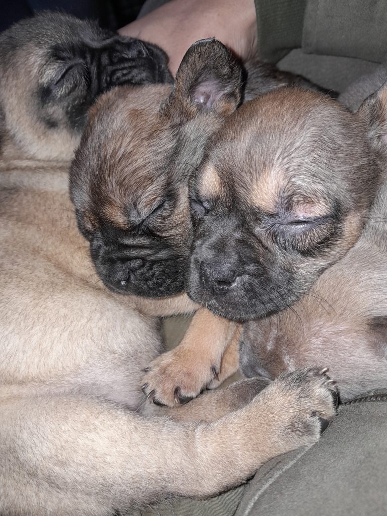 French bulldog x pups 