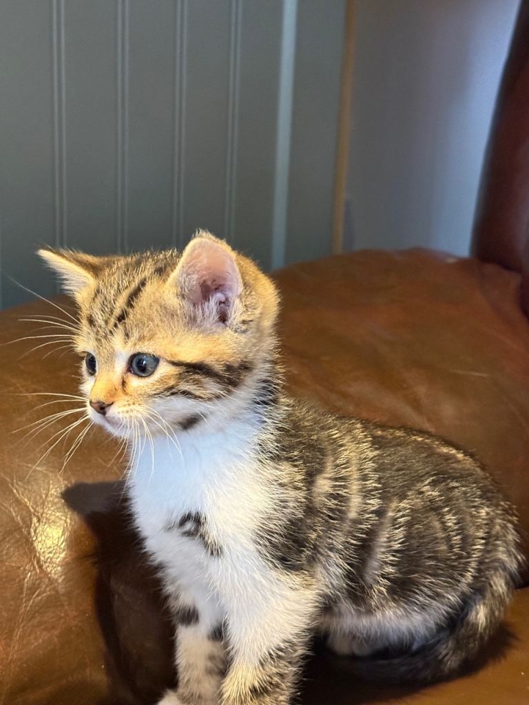 Snow Bengal kitten 