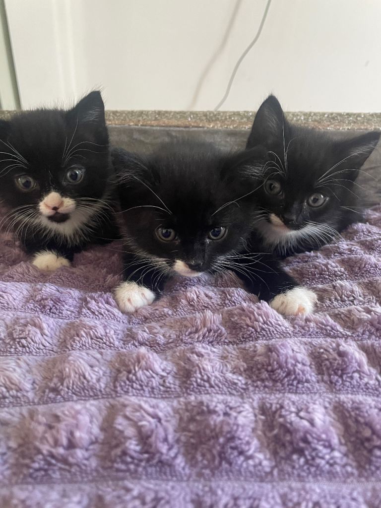 Bombays kitten 