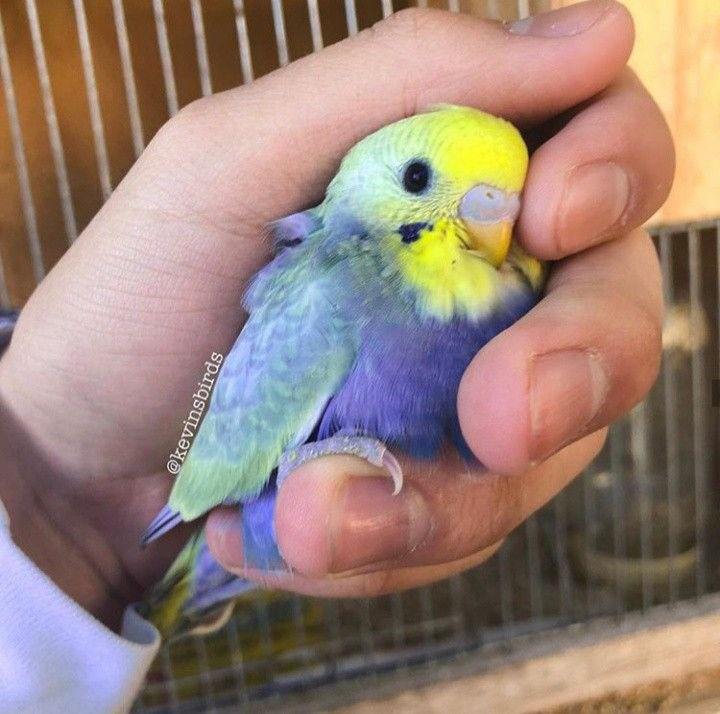 Baby budgies&cage&food