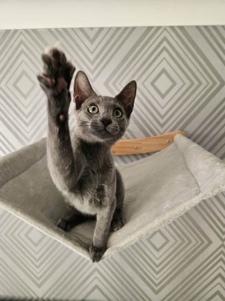 Stunning GCCF Registered Russian Blue Kittens – Active Stud Potential!