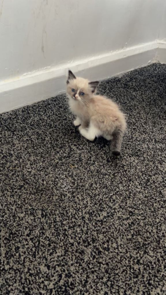 Two beautiful ragdoll kittens for sale 