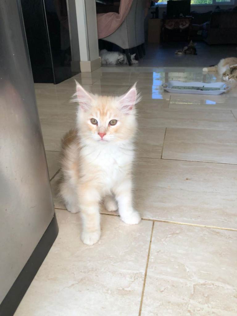 Main coon kitten looking for a new home.