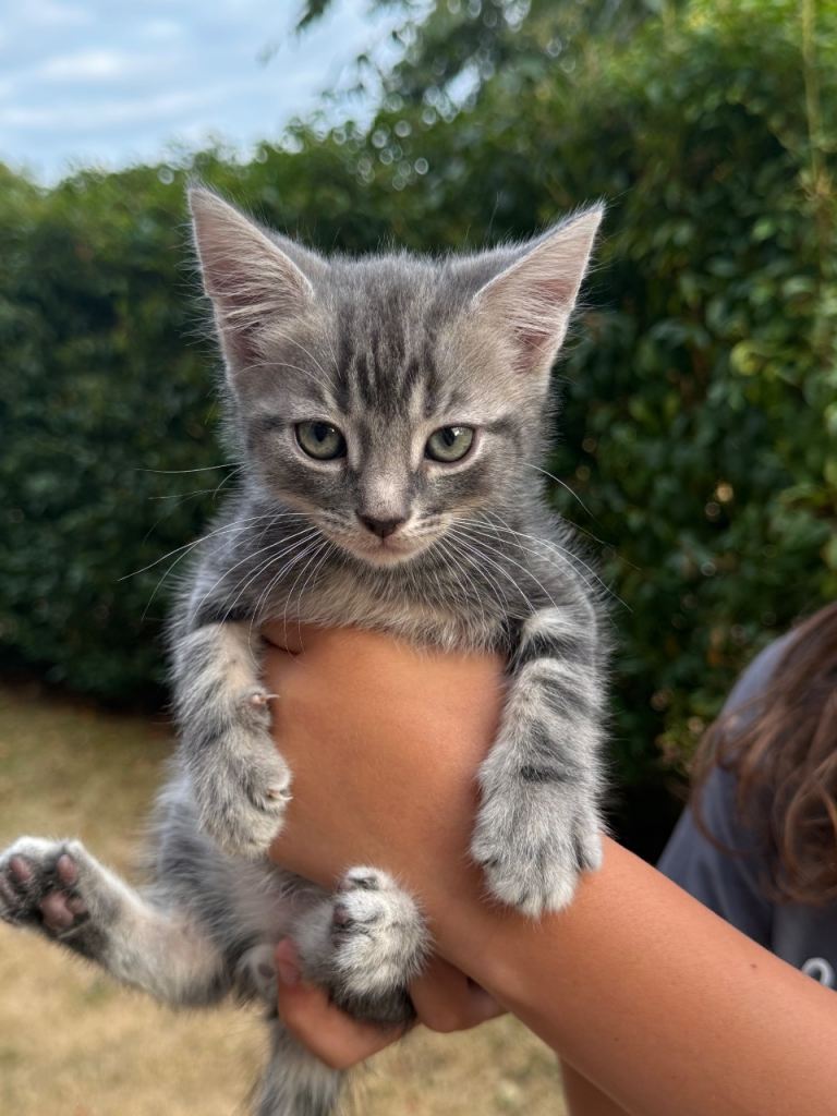Kittens for sale