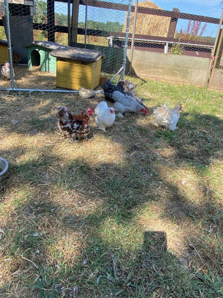 This years hatch pekins
