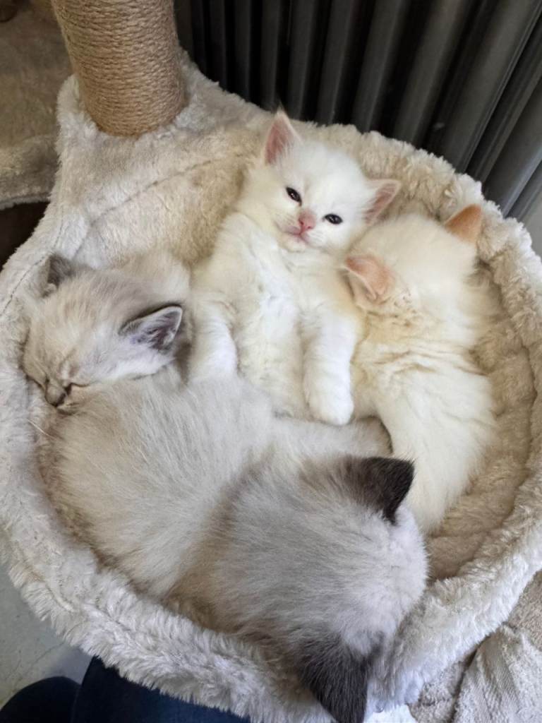 ragdoll and flame point siamese kittens for sale