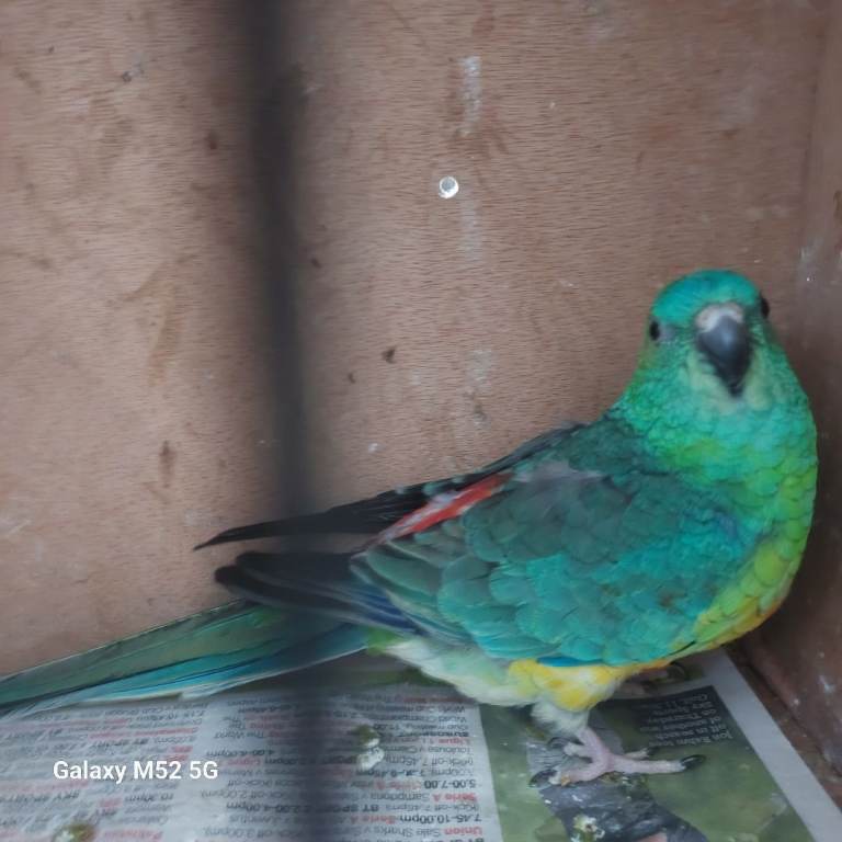 Gorgeous baby budgies 