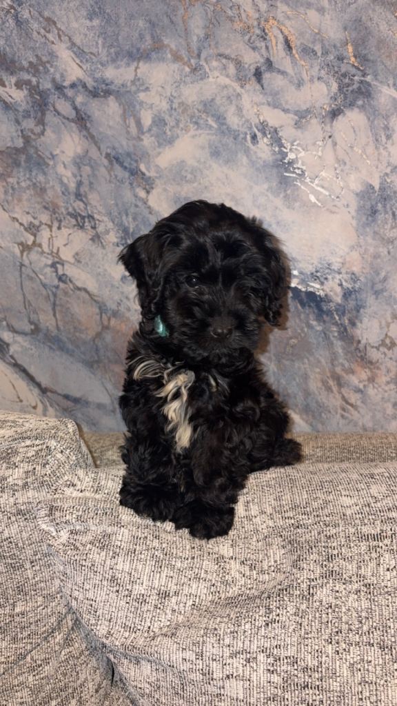 Boy cockapoo 