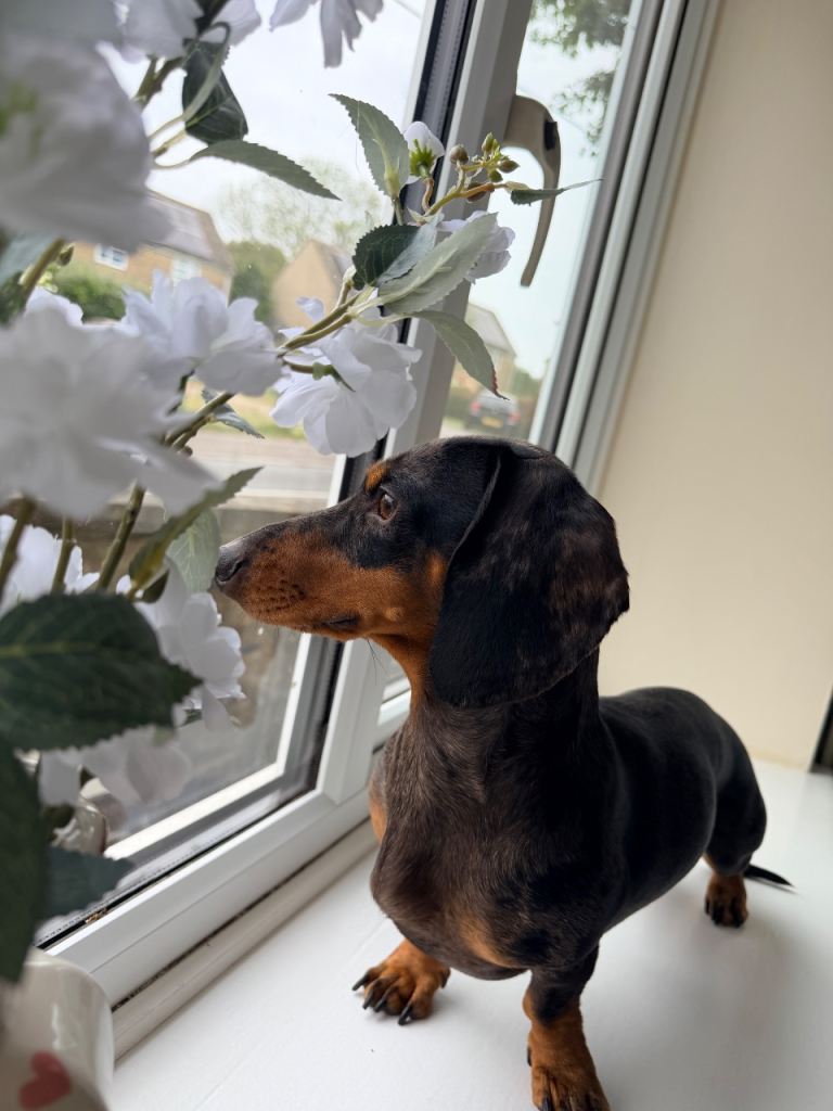 Stunning silver dapple stud dog 