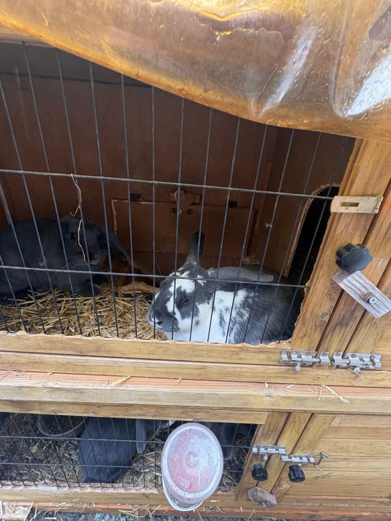 4 rabbits and hut for sale