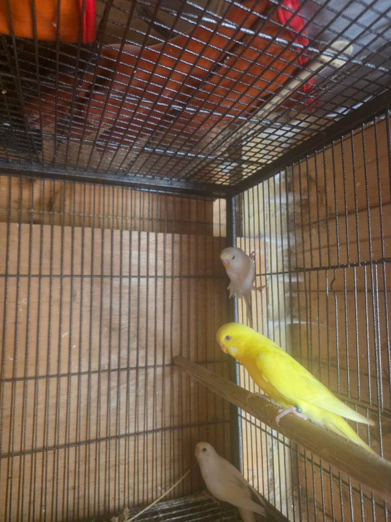 Baby budgies 