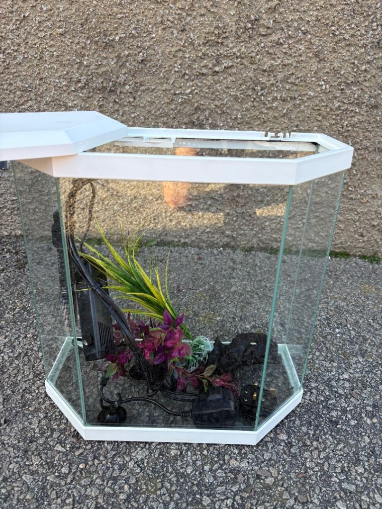Fish Tank with white trim