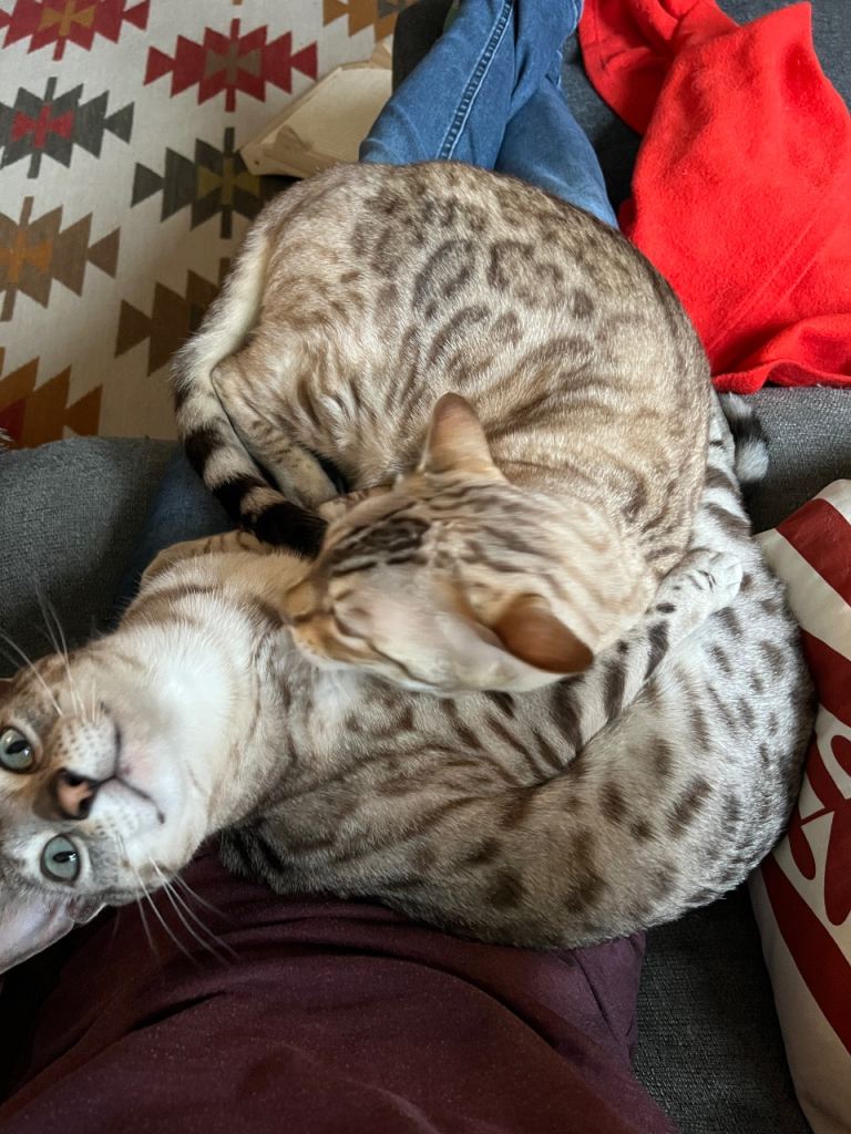 Two Bengal Boys