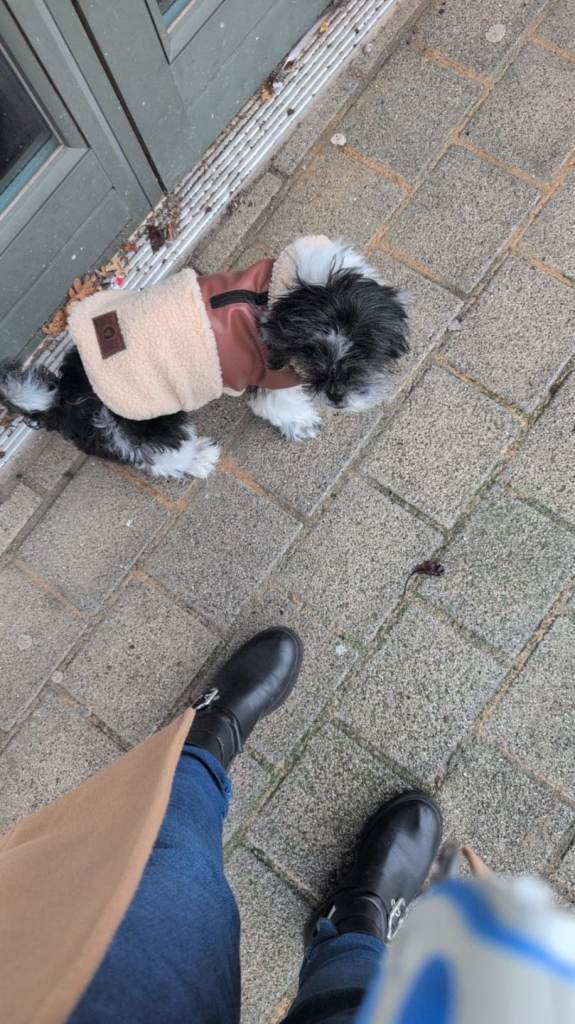 8 year old Shihtzu/ lahso apso for sale