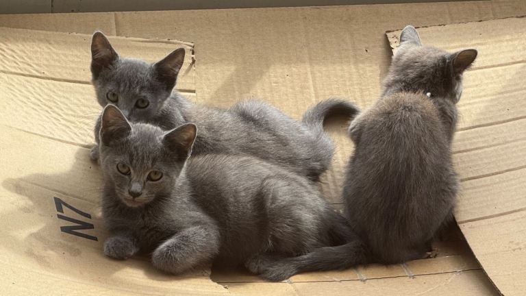 Beautiful 1 boy 3 girls Russian blue Kittens Looking for Forever Homes