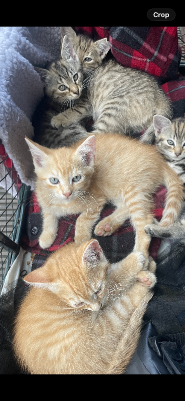 Kittens for sale