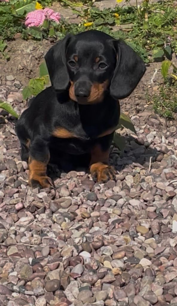 10 week old boy