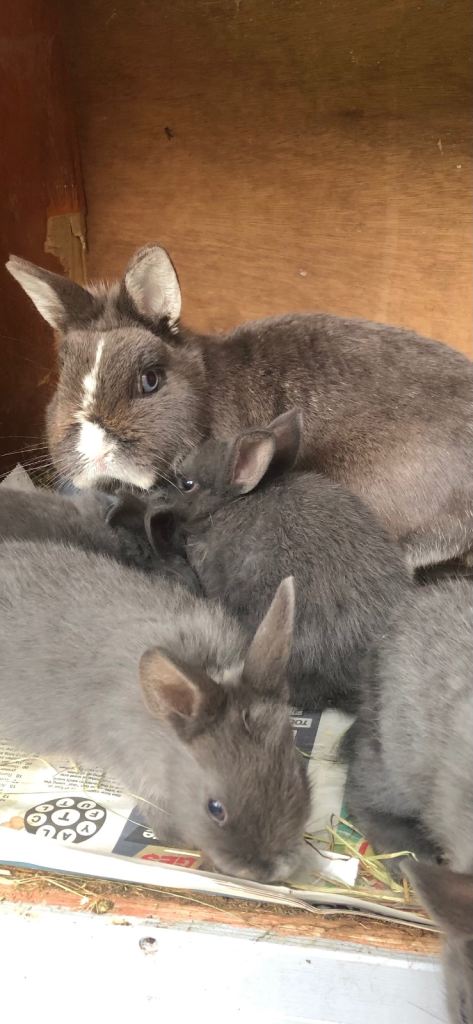 Netherland dwarf x mini lop babies ready now
