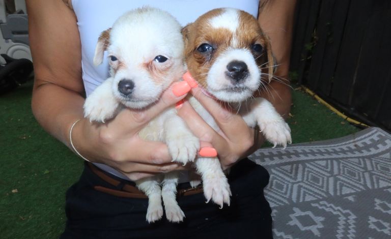 Jack Russel Puppies