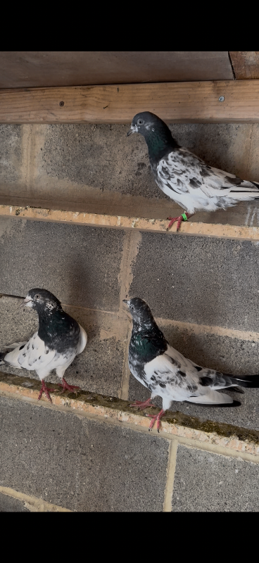 Highflyar pair Pigeons