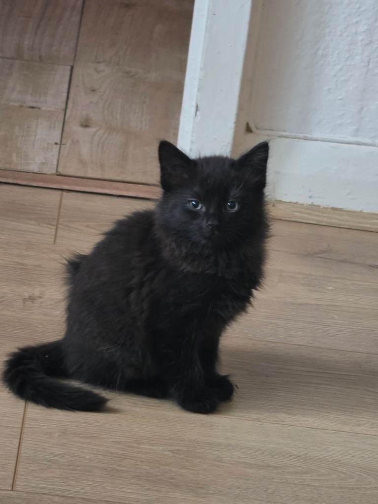 6 beautiful kittens mix litter 