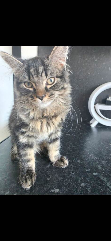Kittens for sale