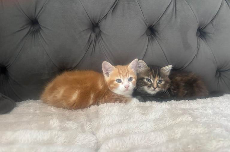 Kittens ready for new home