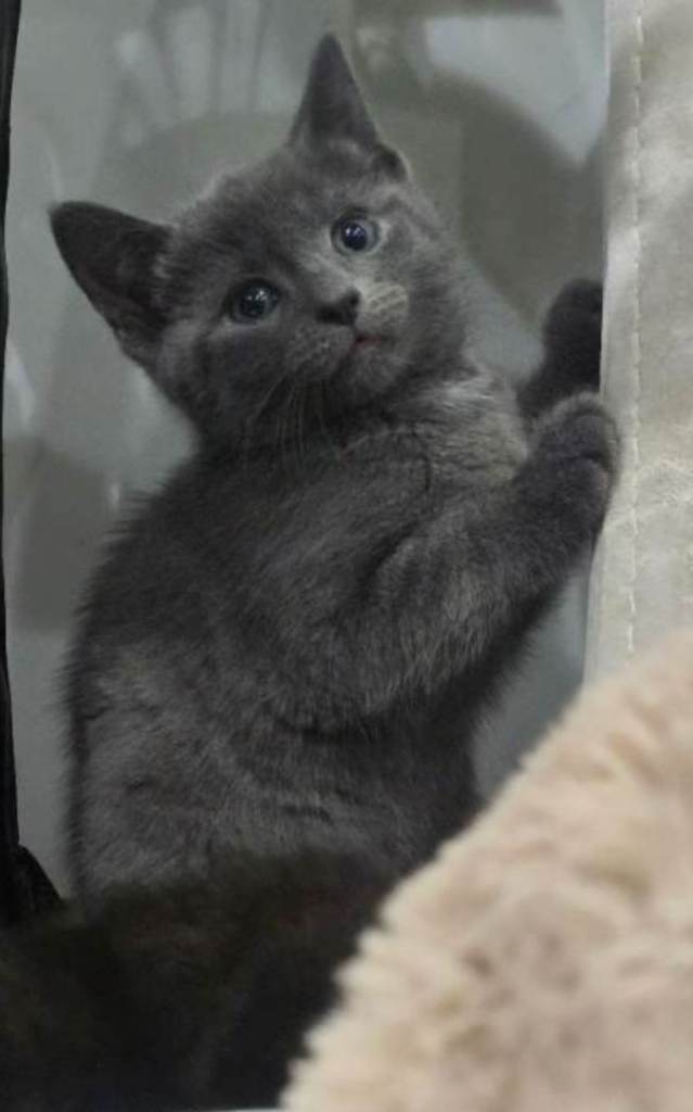 BENGAL BSH RUSSIAN BLUE MIX GIRL KITTEN 10 WEEKS OLD