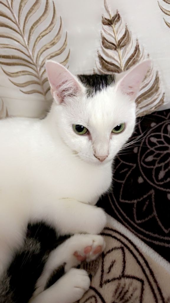 WHITE & GREY CAT FOR SALE, ready to leave