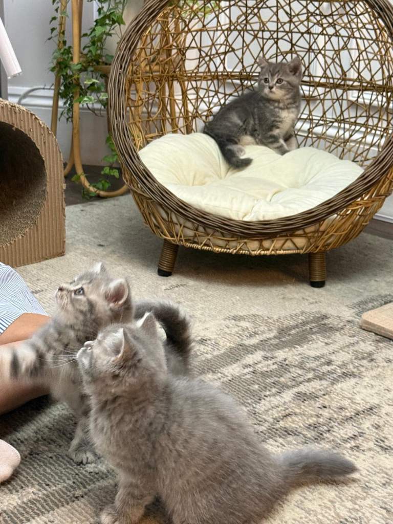 British shorthair kittens 