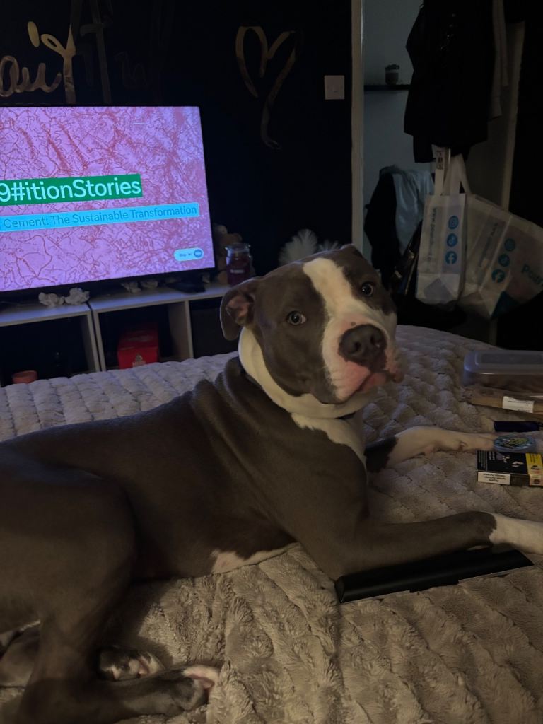Staffie cross American bulldog 
