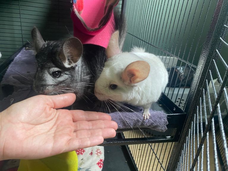 Two bonded female chinchillas - bruntsfield 