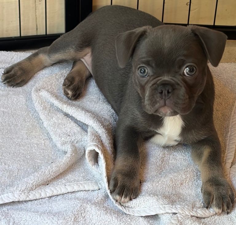 French bulldog puppies 
