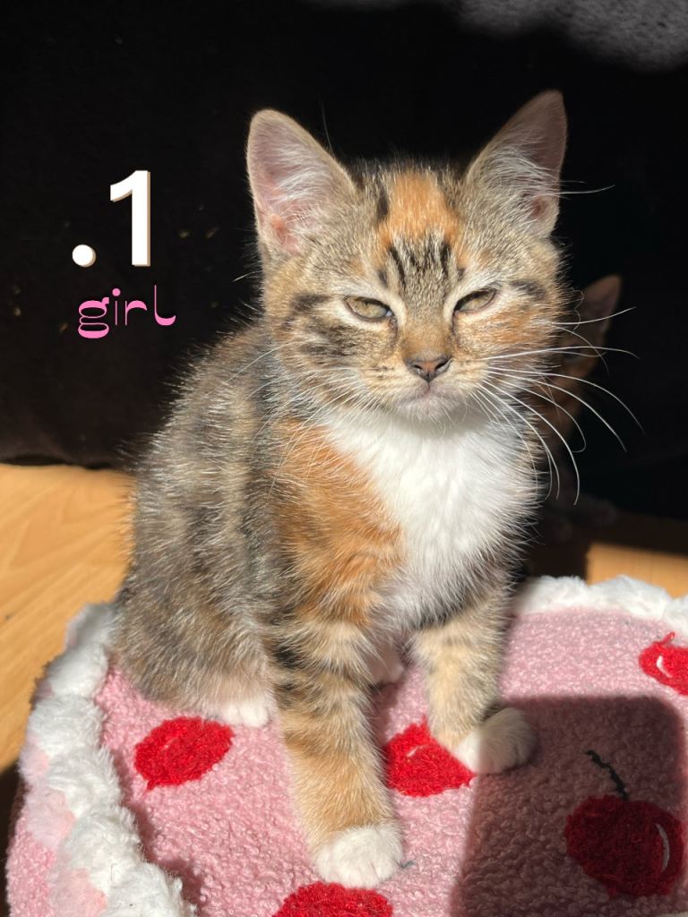 Kittens For Sale