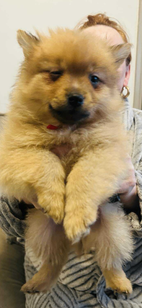 Pomeranian male puppy