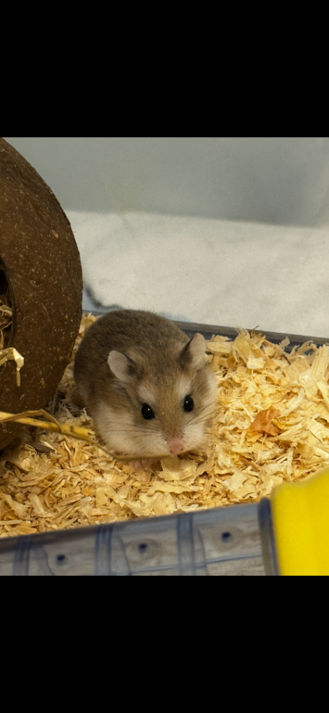 2 robo dwarf hamsters 