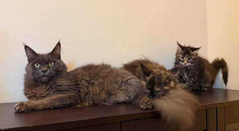 Beautiful purebred maine coon kittens